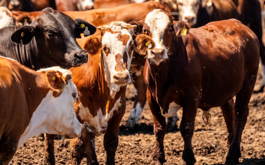 Vaquillonas de Nuestro Feedlot Alcanzan Precio Máximo en el Mercado de Cañuelas