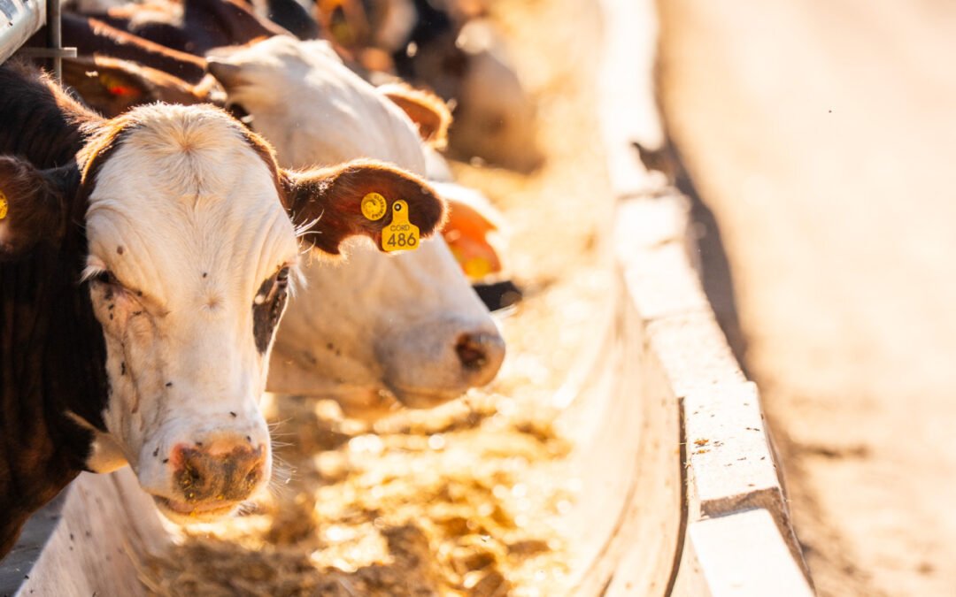 Reestructuración ganadera en El Cortijo: Hacia un feedlot innovador y sostenible