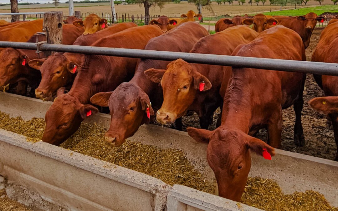 Formando talento en el sector agrícola – ganadero.